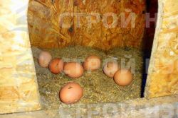 Домик для кур - 021 2,3х6,0 - 1
